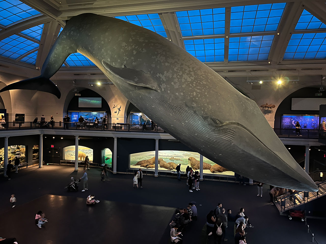 Museo americano historia natural Nueva York